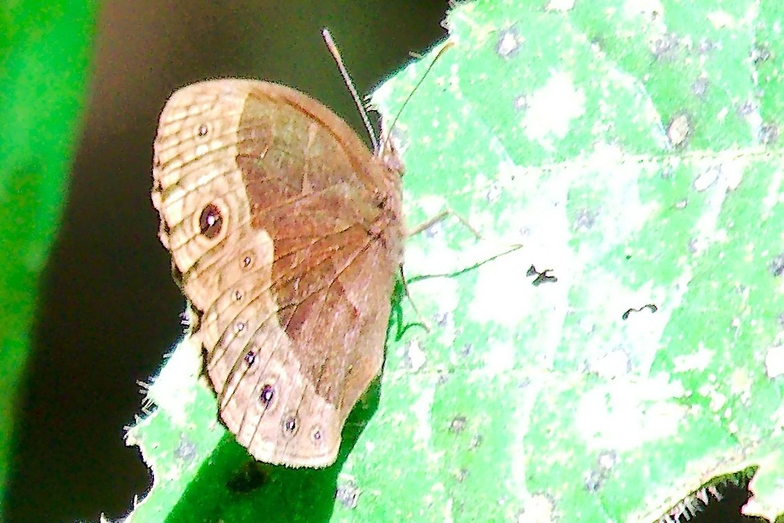 Vulgar Bush Brown Butterfly at Mabamba Wetlands Vulgar Bush Brown Butterfly at Mabamba Wetlands (Bicyclus vulgaris) Bicyclus vulgaris,Butterfly,Mabamba Wetlands,Uganda,Vulgar Bush Brown