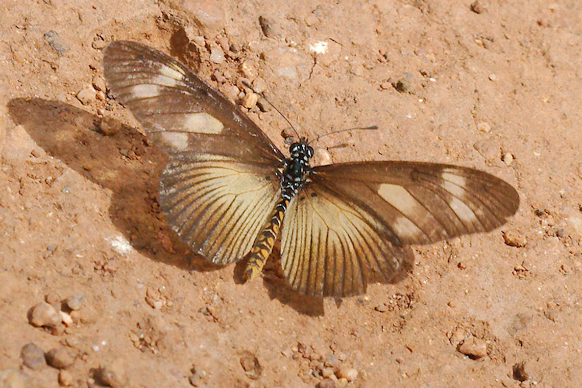 Butterfly at Budongo Forest, Royal Mile Unknown Butterfly seen at Budongo Forest, Royal Mile Acraea johnstoni,Budongo Forest,Butterfly,Royal Mile,Uganda