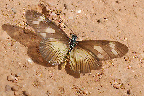 Johnston’s Acraea