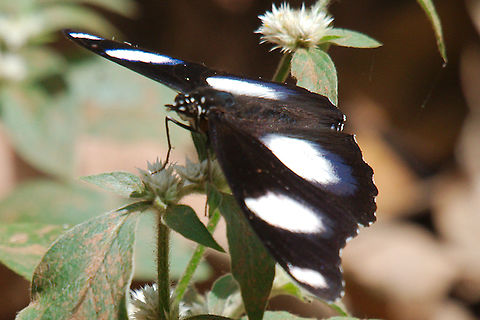 Black and white butterfly at Budongo Forest Black and white butterfly seen at Budongo Forest, Royal Mile Budongo Forest,Butterfly,Danaid Eggfly,Hypolimnas misippus,Royal,Uganda