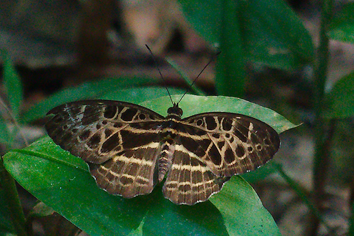 Butterfly at Kibale Forest Butterfly seen at Kibale Forest Butterfly,Catuna crithea,Kibale Forest,Uganda
