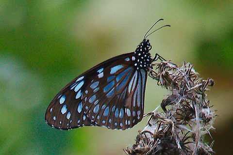 Blue and black butterfly at Kibale Forest (Blue Monarch) Blue and black butterfly seen at Kibale Forest Blue Monarch,Butterfly,Kibale Forest,Tirumala petiverana,Uganda