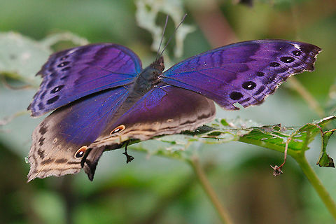 Blue Mother-of-Pearl Butterfly at Buhoma Blue Mother-of-Pearl Butterfly at Buhoma Blue mother-of-pearl,Buhoma,Protogoniomorpha temora,Uganda