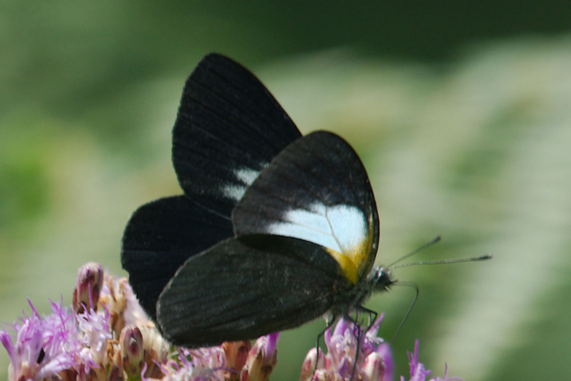 Butterfly at Ruhija Butterfly Raffray's White (Belenois raffrayi) at Ruhija Belenois raffrayi,Butterfly,Raffrays white,Ruhija,Uganda