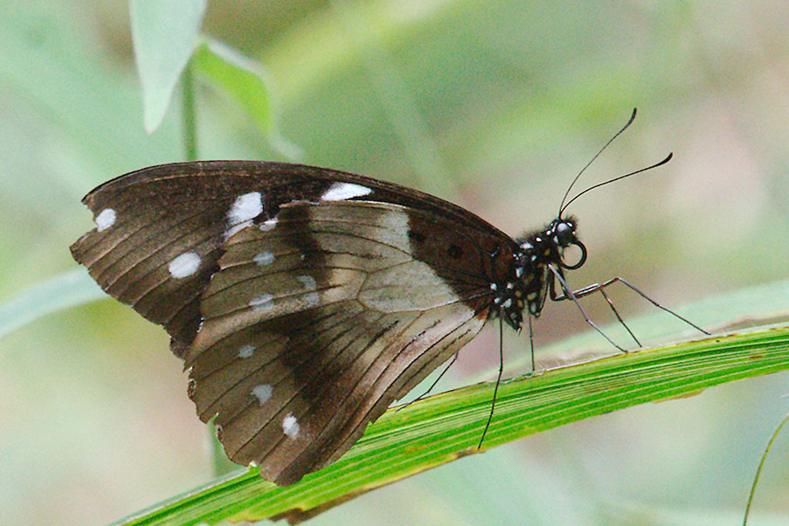 Brownish Butterfly Variable Diadem at Ruhija Brownish Butterfly (Hypolimnas anthedon) seen at Ruhija Butterfly,Hypolimnas anthedon,Ruhija,Uganda,Variable Eggfly or Variable Diadem