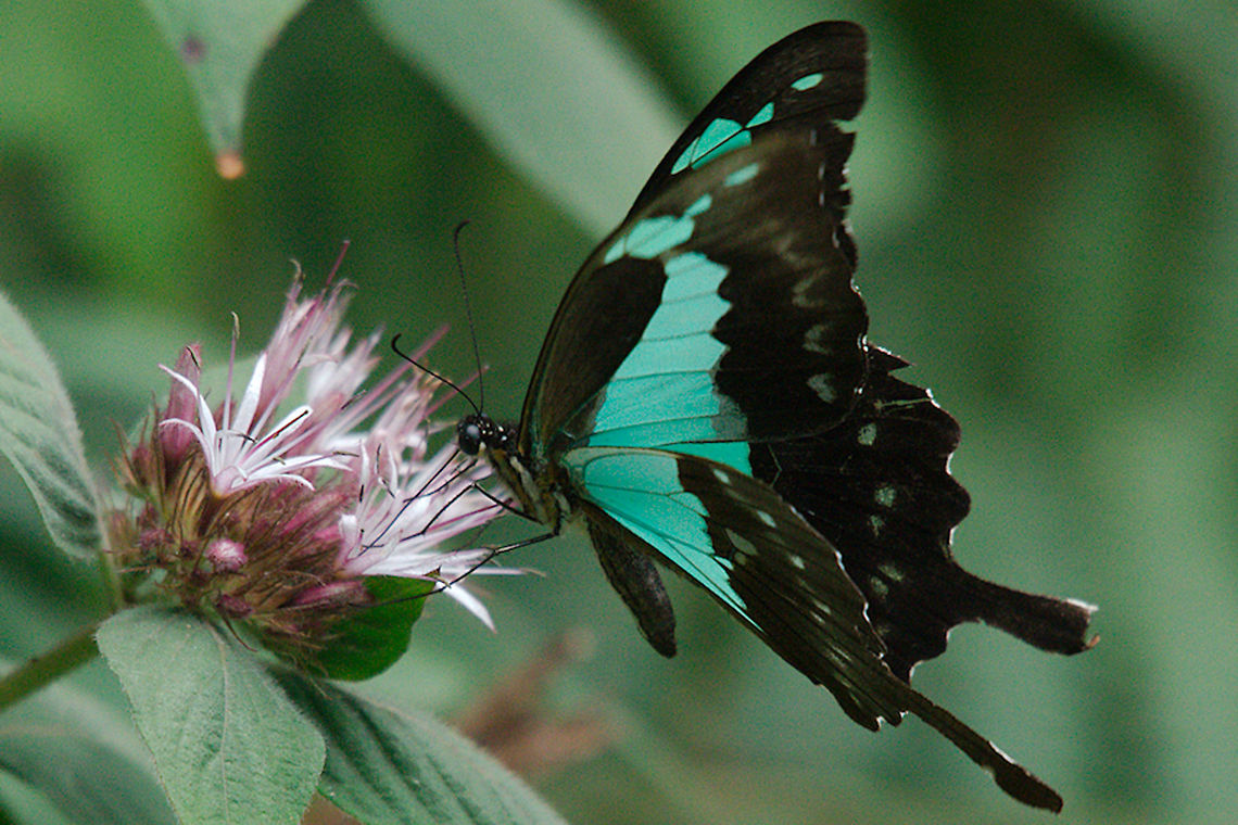 Green-banded Swallowtail Butterfly at Ruhija Black-and-blue Swallowtail Butterfly seen at Ruhija Apple-green swallowtail,Butterfly,Green-banded Swallowtail,Papilio nireus,Papilio phorcas,Ruhija,Swallowtail,Uganda