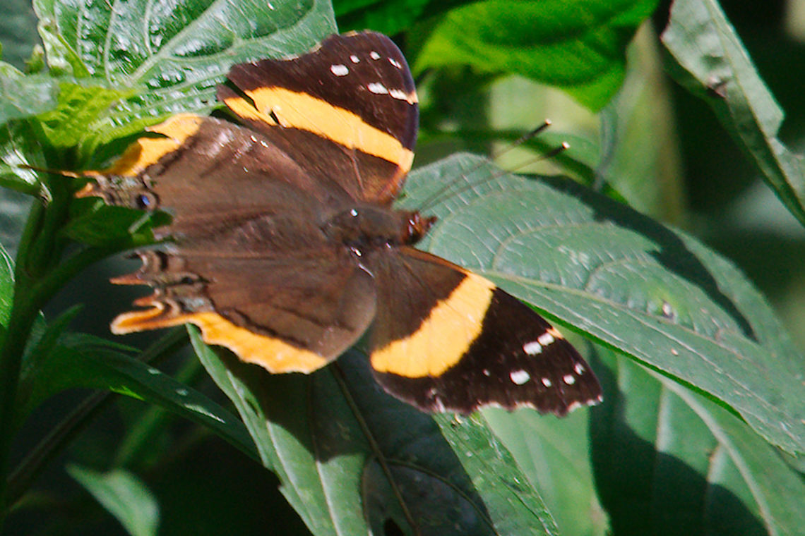 Another Butterfly Northern Short-tailed Admiral at Ruhija Another Butterfly Northern Short-tailed Admiral (Vanessa dimorphica) seen at Ruhija Antanartia schaeneia,Butterfly,Long tail admiral,Northern short-tailed admiral,Ruhija,Uganda,Vanessa dimorphica