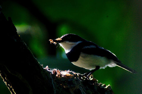 Chinspot batis