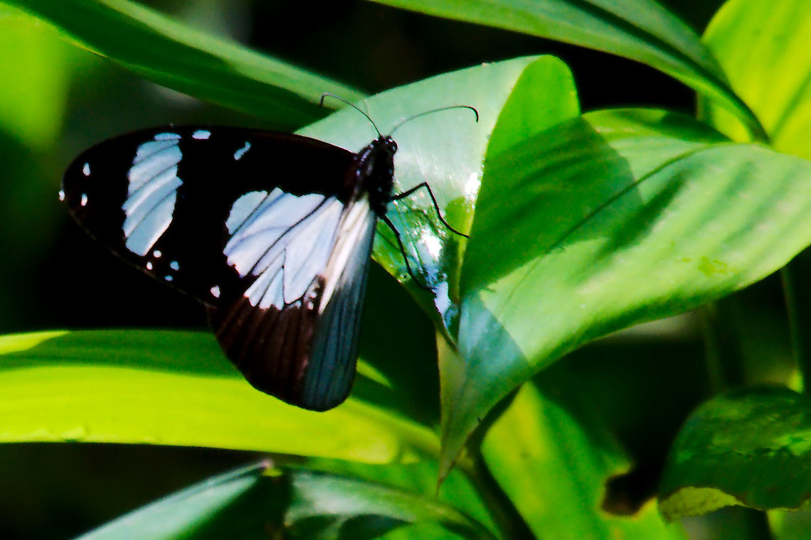 Amauris niavius Butterfly at Buhoma The Friar Butterfly (Amauris niavius) at Buhoma Amauris niavius,Buhoma,Butterfly,The Friar,Uganda