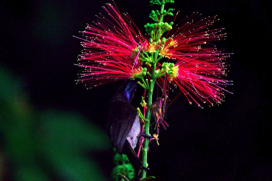 Blue-throated Brown Sunbird at Buhoma Blue-throated Brown Sunbird (Cyanomitra cyanolaema) at flowers nectar picking, seen at Buhoma Blue-throated Brown Sunbird,Blue-throated brown sunbird,Buhoma,Butterfly,Cyanomitra cyanolaema,Uganda