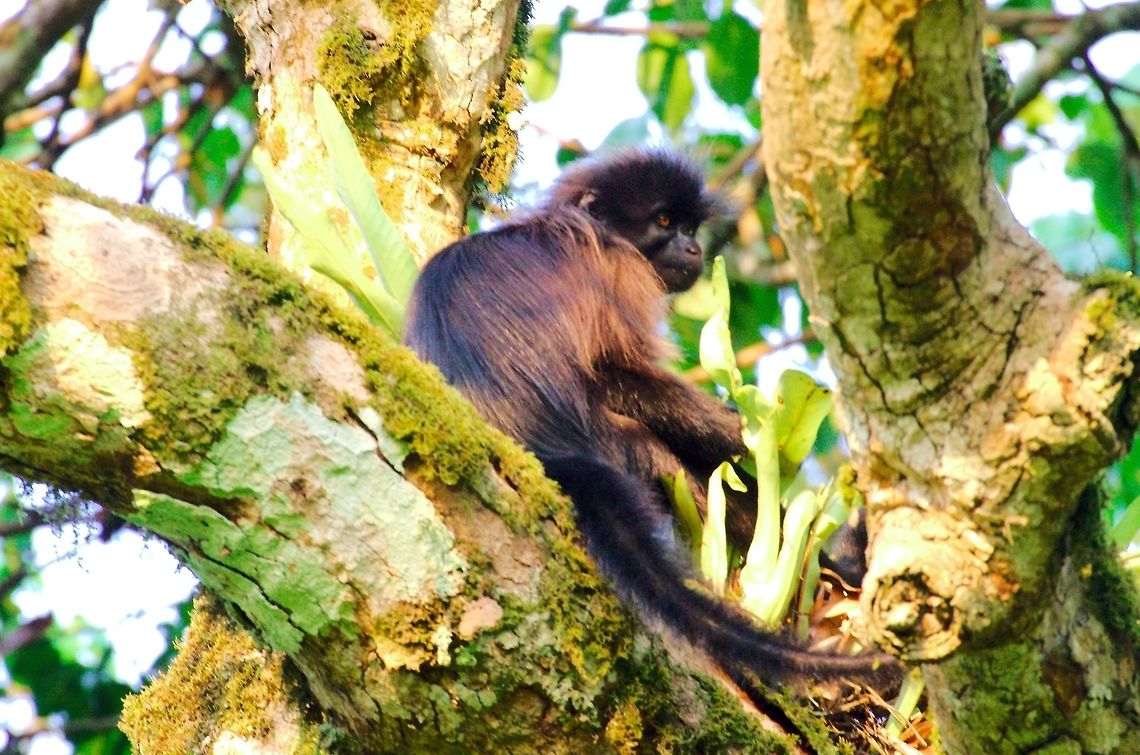 Grey-cheeked Mangabey at Kibale Forest Grey-cheeked Mangabey (Lophocebus albigena) seen at Kibale Forest Grey-cheeked Mangabey,Grey-cheeked mangabey,Kibale Forest,Lophocebus albigena,Uganda
