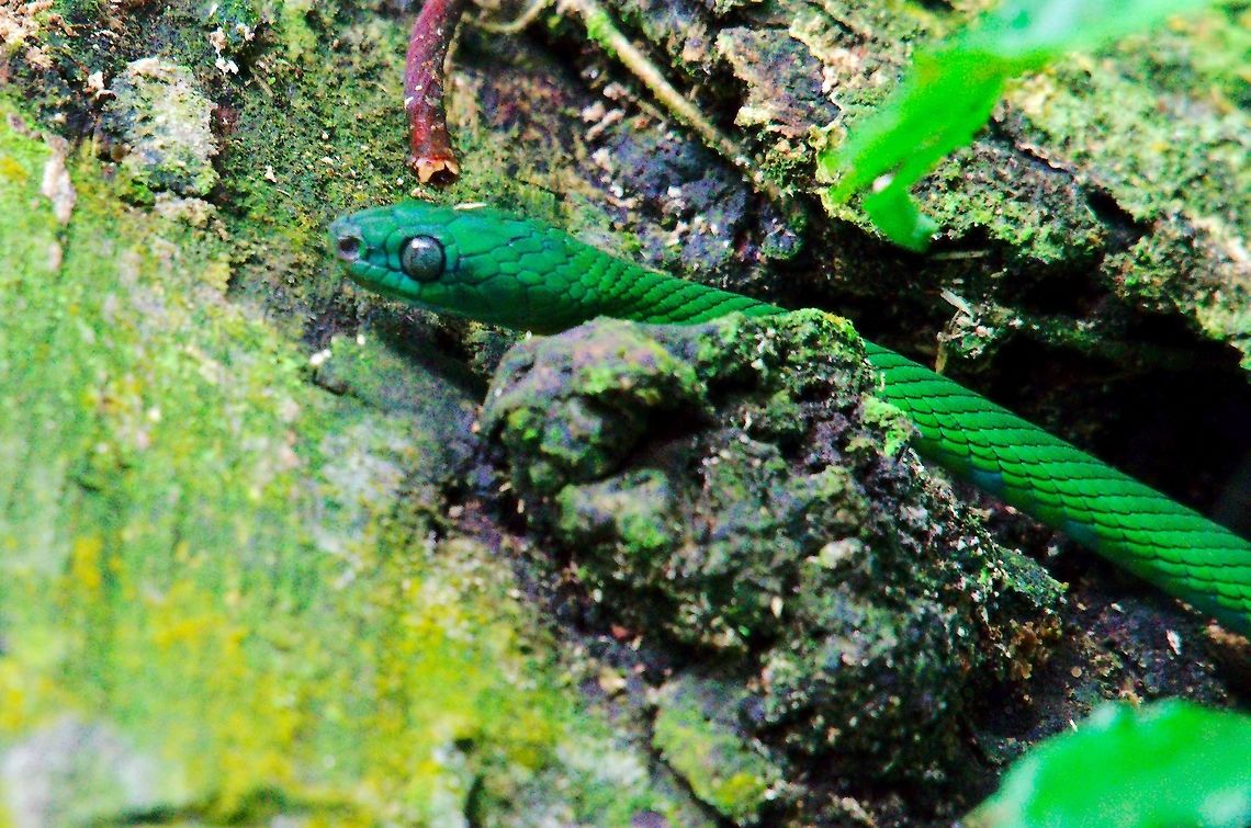 G&uuml;nther's Green Tree Snake at Buhoma G&uuml;nther's Green Tree Snake (Dipsadoboa unicolor) seen at Buhoma<br />
cp. <a href="https://fr.wikipedia.org/wiki/Dipsadoboa_unicolor" rel="nofollow">https://fr.wikipedia.org/wiki/Dipsadoboa_unicolor</a> Buhoma,Dipsadoboa unicolor,G&uuml;nther's Green Tree Snake,Uganda