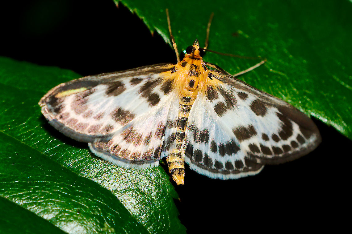 Small magpie butterfly (Eurrhypara_hortulata) at Lake Constance Small magpie butterfly (Eurrhypara_hortulata) seen at Lake Constance Anania hortulata,Butterfly,Eurrhypara hortulata,Lake Constance,Small magpie