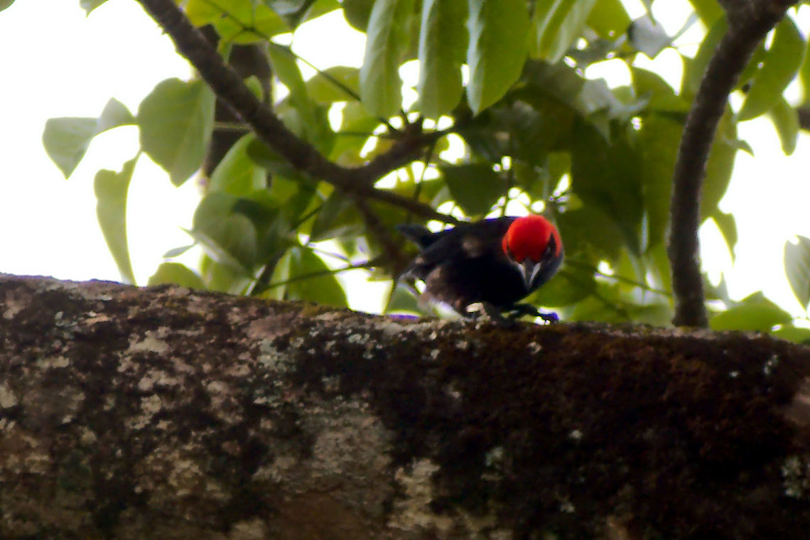 Red-headed Malimbe at Budongo, Royal Mile Red-headed Malimbe (Malimbus rubricollis) seen at Budongo Forest, Royal Mile Budongo Forest,Malimbus rubricollis,Red-headed Malimbe,Red-headed malimbe,Royal Mile,Uganda