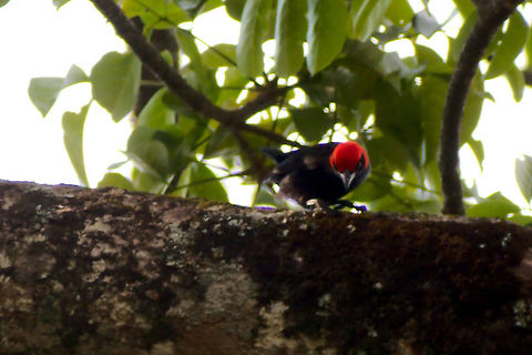 Red-headed Malimbe at Budongo, Royal Mile Red-headed Malimbe (Malimbus rubricollis) seen at Budongo Forest, Royal Mile Budongo Forest,Malimbus rubricollis,Red-headed Malimbe,Red-headed malimbe,Royal Mile,Uganda