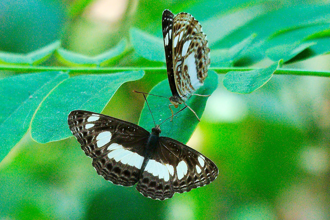 Serene or spotted  Sailor Butterfly at Kibale Forest Serene? oder Spotted Sailor Butterfly (Neptis serena) seen at Kibale Forest Kibale Forest,Neptis saclava,Neptis serena,Serene Sailor,Spotted Sailer,Uganda