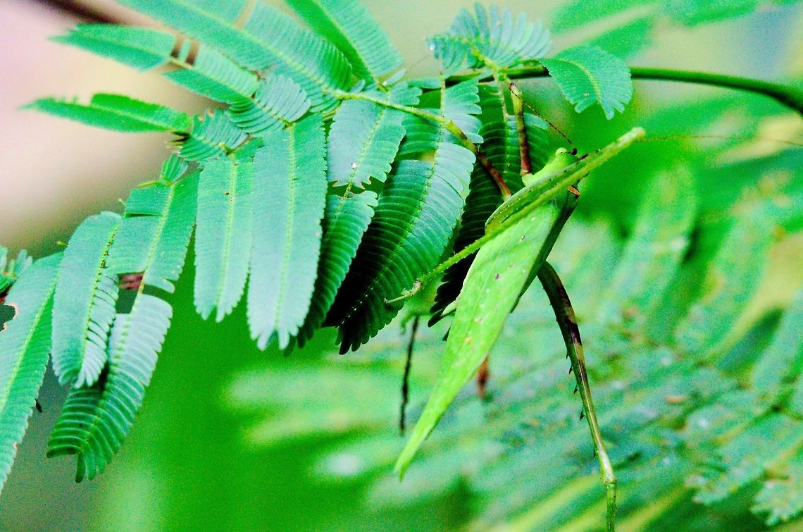 Well camouflaged Jumper at Buhoma Well camouflaged Jumper at Buhoma Buhoma,Uganda,jumper