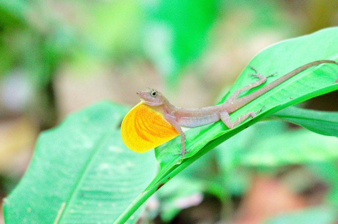 Anolis at Corcovado Anolis at Corcovado National Park Corcovado National Park,Costa Rica,anolis