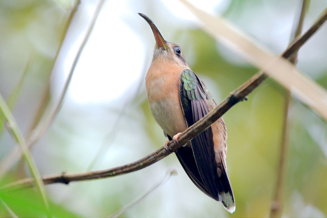 Bronzy Hermit at Tortuguero Bronzy Hermit at Tortuguero Birds,Bronzy Hermit,Bronzy hermit,Costa Rica 2013,Glaucis aeneus,Tortuguero