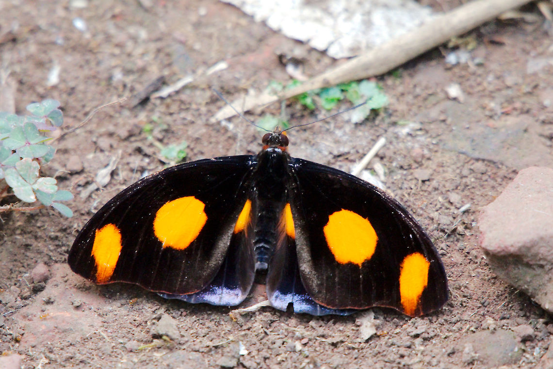 Stoplight Catone Butterfly at Spirogyra Butterfly Garden, San Jose Stoplight Catone Butterfly (Catonephele numilia) ? Butterfly,Catonephele numilia,Costa Rica,San Jose,Spirogyra Butterfly Garden,Stoplight Catone