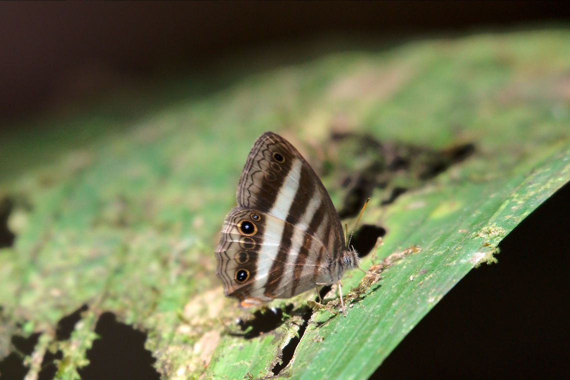 Butterfly Euptychiina at Braulio Carillo National Park Butterfly Euptychiina genus ? seen at Braulio Carillo National Park Braulio Carillo National Park,Butterfly,Costa Rica,Euptychiina,Pareuptychia ocirrhoe
