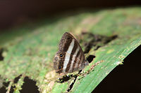 Butterfly Euptychiina at Braulio Carillo National Park Butterfly Euptychiina genus ? seen at Braulio Carillo National Park Braulio Carillo National Park,Butterfly,Costa Rica,Euptychiina,Pareuptychia ocirrhoe