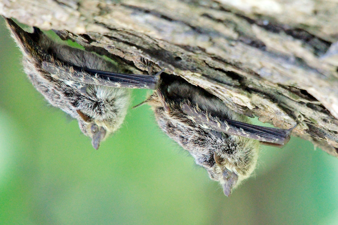 Colony of Bats at Palo Verde National Park Colony of Bats at Palo Verde National Park Bats,Costa Rica,Palo verde National Park