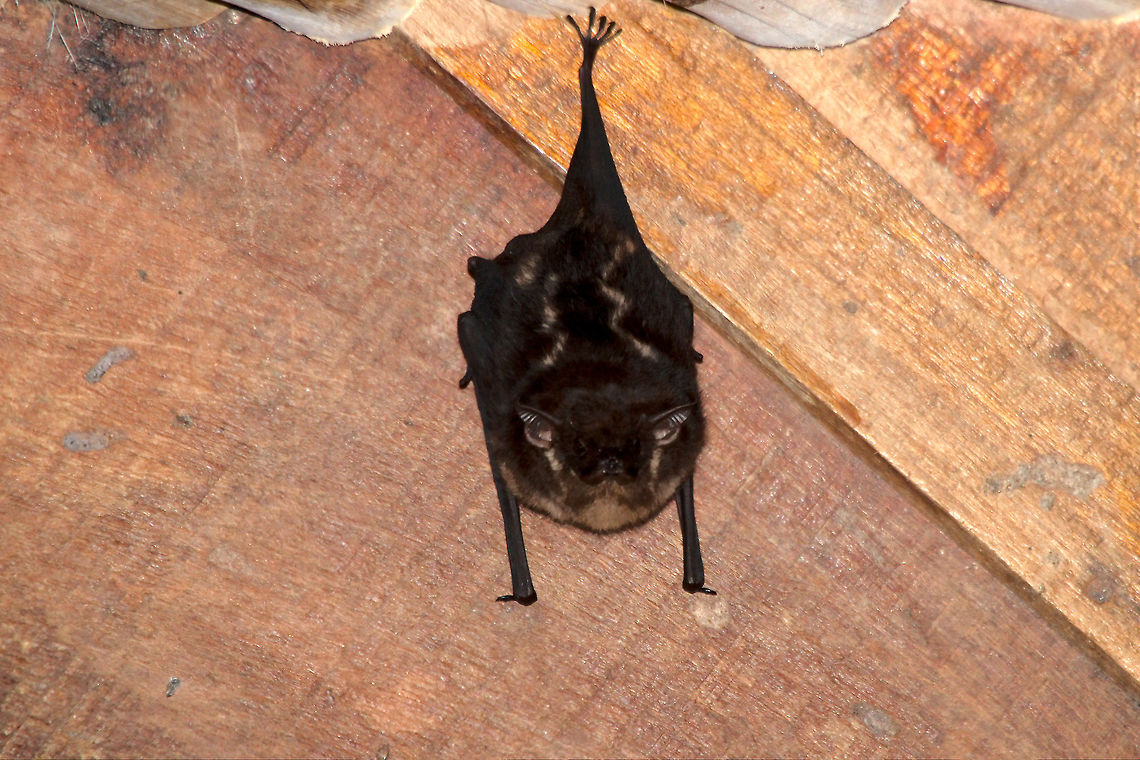 Bat at Esquinas Rainforest Reserve Bat at Esquinas Rainforest Reserve Bats,Costa Rica,Esquinas Rainforest Reserve,Greater sac-winged bat,Saccopteryx bilineata