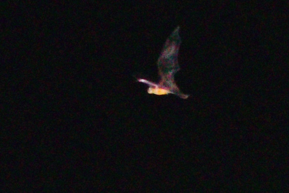 Fish-hunting Bat at Drake Bay Fish-hunting Bat at Drake Bay, said to be Noctilio leporinus<br />
sorry for poor quality, not too easy ;) Bats,Costa Rica,Drake Bay,Lesser bulldog bat,Noctilio albiventris,Noctilio leporinus