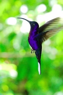 Violet Sabrewing at La Paz Waterfall Gardens Violet Sabrewing seen at La Paz Waterfall Gardens, Costa Rica Campylopterus hemileucurus,Costa Rica,La paz Waterfall Gardens,Violet sabrewing