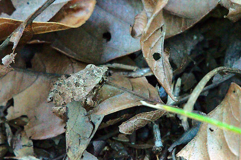 Frog at Uvita Good camouflaged frog seen at Uvita, Peninsula de Osa Osa Peninsula,Uvita,frog