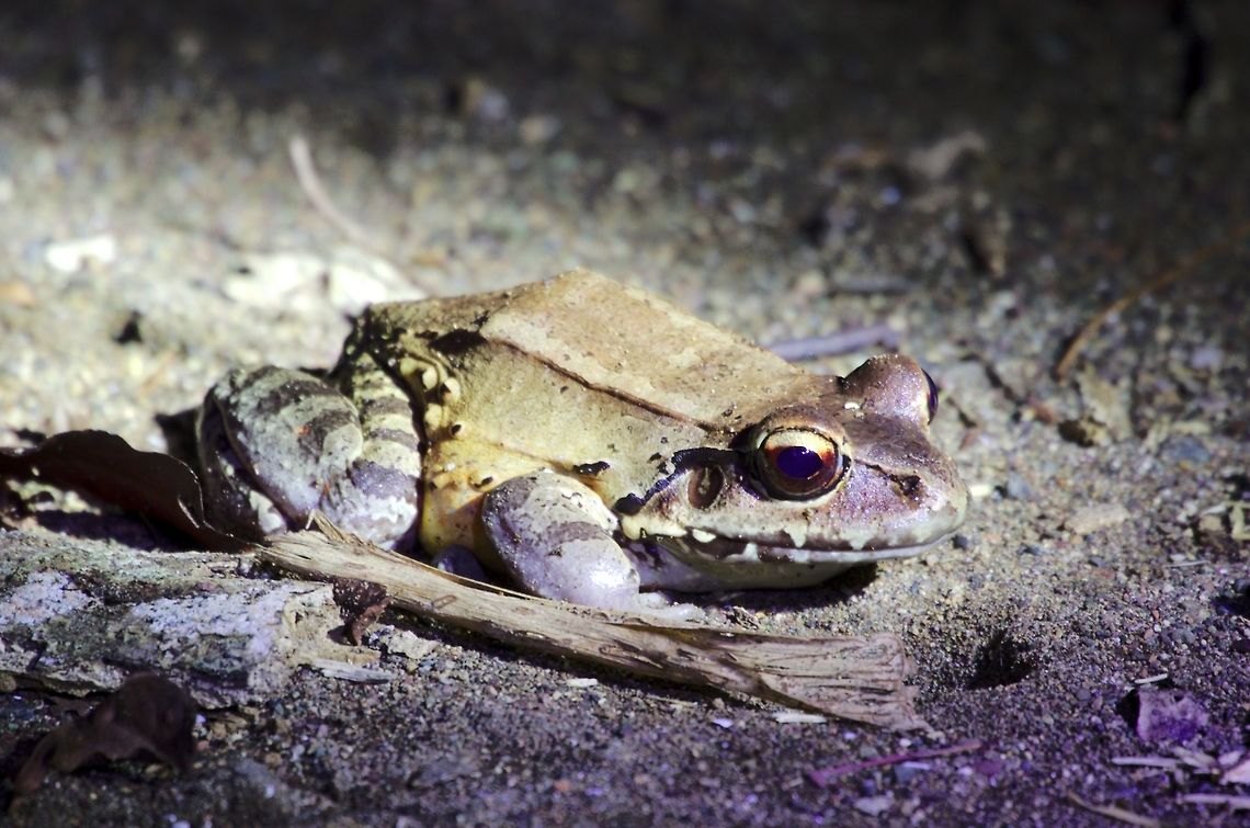Probably same frog at Drake Bay Probably same frog at Drake Bay Costa Rica,Drake Bay,Frog