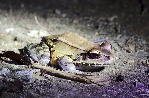 Probably same frog at Drake Bay Probably same frog at Drake Bay Costa Rica,Drake Bay,Frog