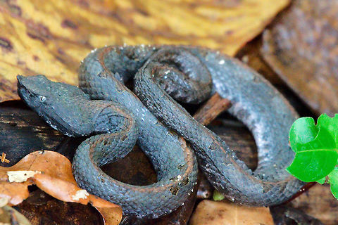 Poisonous snake at Cahuita National Park Poisonous snake at Cahuita National Park Cahuita National Park,Costa Rica,Porthidium nasutum,Rainforest hognosed pitviper,Venomous,snake