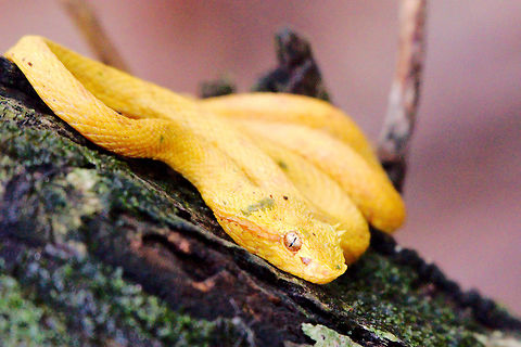 Yellow poisonous Snake at Cahuita National Park Yellow poisonous Snake at Cahuita National Park Bothriechis schlegelii,Cahuita National Park,Costa Rica,Eyelash viper,Venomous,poisonous,snake