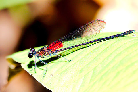 Hetaerina occisa Damselfly at Braulio Carrillo National Park Hetaerina occisa Damselfly at Braulio Carrillo National Park
http://odonata.bogfoot.net/photo-pages/Hetaerina_occisa.htm Braulio Carillo National Park,Costa Rica,Hetaerina occisa,damselfly