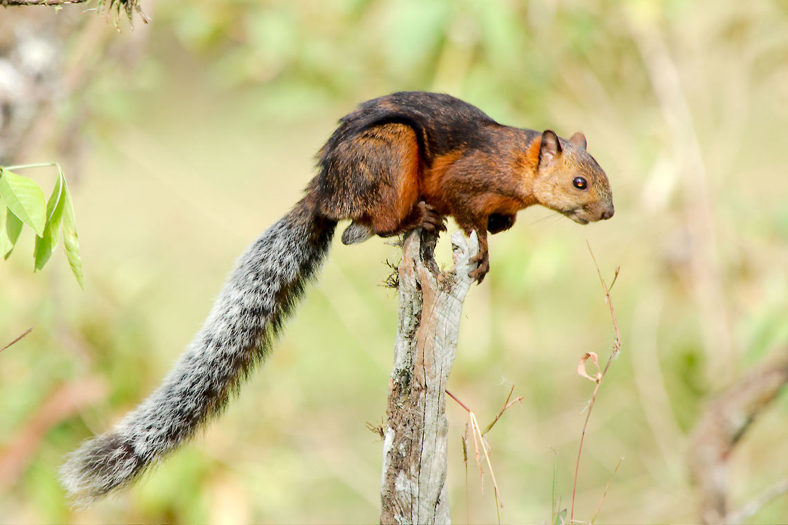 Rufous squirrel at Fortuna Rufous squirrel at Fortuna Costa Rica,Fortuna,Sciurus variegatoides,Squirrel,Variegated squirrel