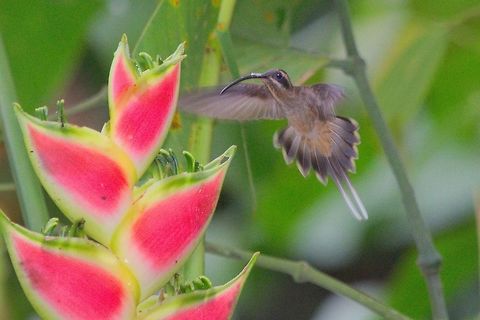Long-billed Hermit at Azania/Puerto Viejo Long-billed Hermit at flowers seen at Azania/Puerto Viejo Costa Rica,Long-billed Hermit,Long-billed hermit,Phaethornis longirostris,Puerto Viejo