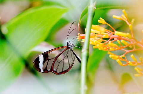 Clearwing Butterfly at Spirogyra Butterfly Garden Clearwing butterfly at Spirogyra  Butterfly Garden
https://fr.wikipedia.org/wiki/Oleria_paula
http://butterfliesofamerica.com/L/oleria_p_paula.htm Clearwing,Costa Rica,Glasswinged butterfly,Greta oto,San Jose,Spirogyra Butterfly Garden