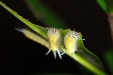 Group of catapillars at Drake Bay Group of catapillars at Drake Bay Costa Rica,Drake Bay,catapillar