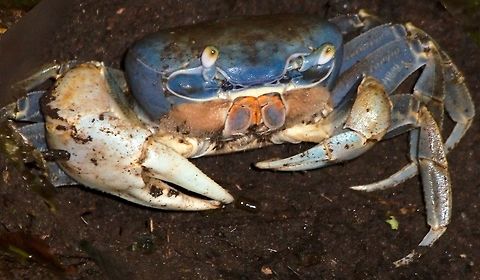 Huge crab at Tortuguero Huge crab at Tortuguero Blue land crab,Cardisoma guanhumi,Costa Rica,Tortuguero,crab