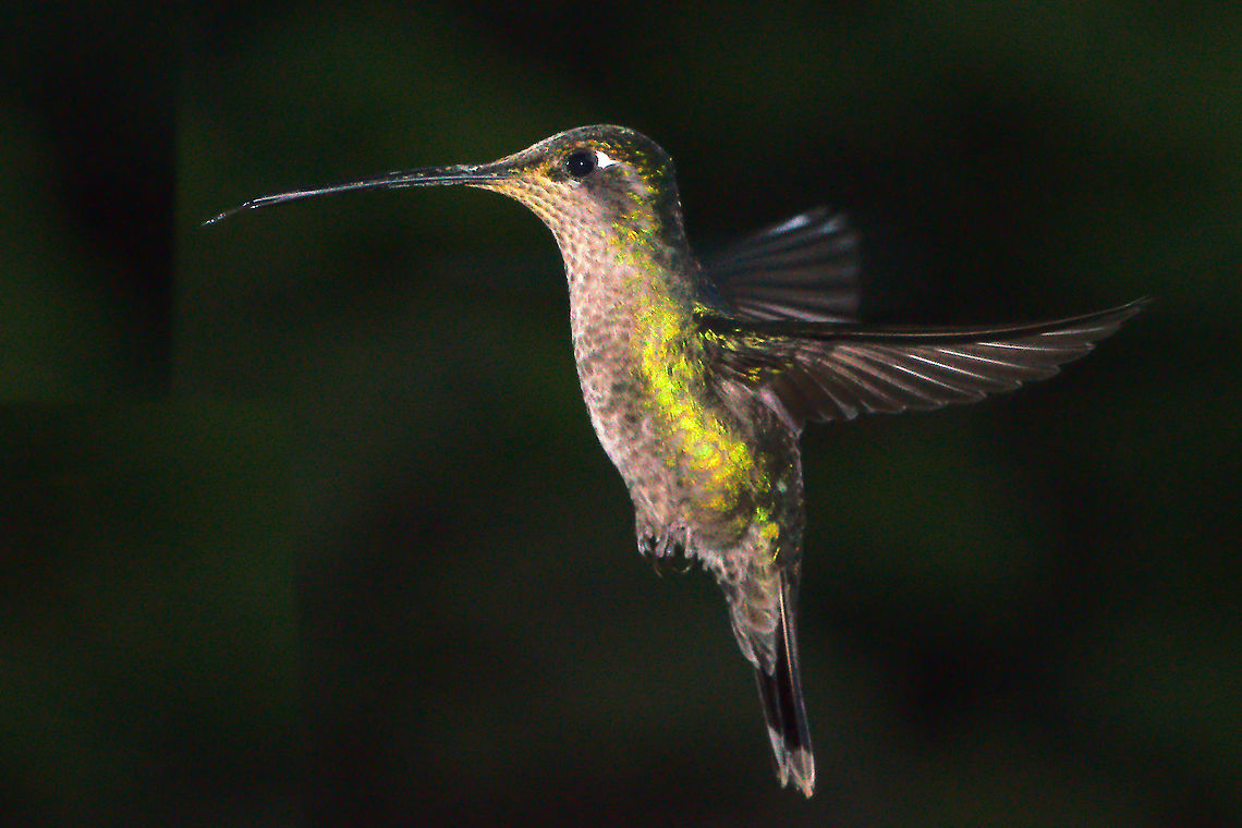 Scaly-breasted Hummingbird at San Gerardo de Dota Scaly-breasted Hummingbird (Phaeochroa cuvierii) at San Gerardo de Dota Costa Rica,Phaeochroa cuvierii,San Gerardo de Dota,Scaly-breasted Hummingbird,Scaly-breasted hummingbird