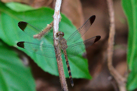 Tropical Skimmer Dragonfly at La Merced Tropical Skimmer Dragonfly (Uracis imbuta) seen at La Merced
http://greglasley.com/nonBirds/tropicalskimmer.html
https://commons.wikimedia.org/wiki/File:Tropical_skimmer_(Uracis_imbuta)_male.JPG Costa Rica,Dragonfly,La Merced,Tropical Skimmer,Uracis imbuta