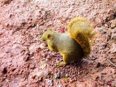 Bangss mountain squirrel