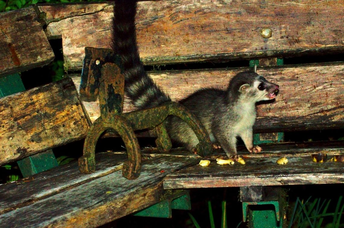 Chiriqui-Maki or Northern Olingo at Guadalupe, Cerro Punta, Chiriquí Chiriqui-Maki or Northern Olingo (Bassaricyon pauli) or Bassaricyon gabbii, Panama Bassaricyon gabbii,Cerro Punta,Chiriquí,Guadalupe,Northern olingo,Panama