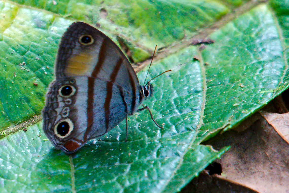 Cissia labe Labe Satyr Butterfly at Cerro Gaital Cissia labe Labe Satyr Butterfly at Cerro Gaital<br />
<a href="http://butterfliesofamerica.com/imagehtmls/Nymphalidae/Cissia_labe_NICARAGUA_Selva_Negra_Lodge_in_cloud_forest_elevation_04-XII-2003_LEHMAN_i.htm" rel="nofollow">http://butterfliesofamerica.com/imagehtmls/Nymphalidae/Cissia_labe_NICARAGUA_Selva_Negra_Lodge_in_cloud_forest_elevation_04-XII-2003_LEHMAN_i.htm</a> Cerro Gaital,Cissia labe,Labe Satyr,Panama