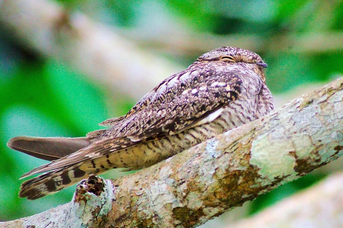 Common Nighthawk at Ecocentro Danaus Common Nighthawk, Chordeiles minor, seen at Ecocentro Danaus Chordeiles minor,Common Nighthawk,Common nighthawk,Costa Rica,Ecocentro Danaus