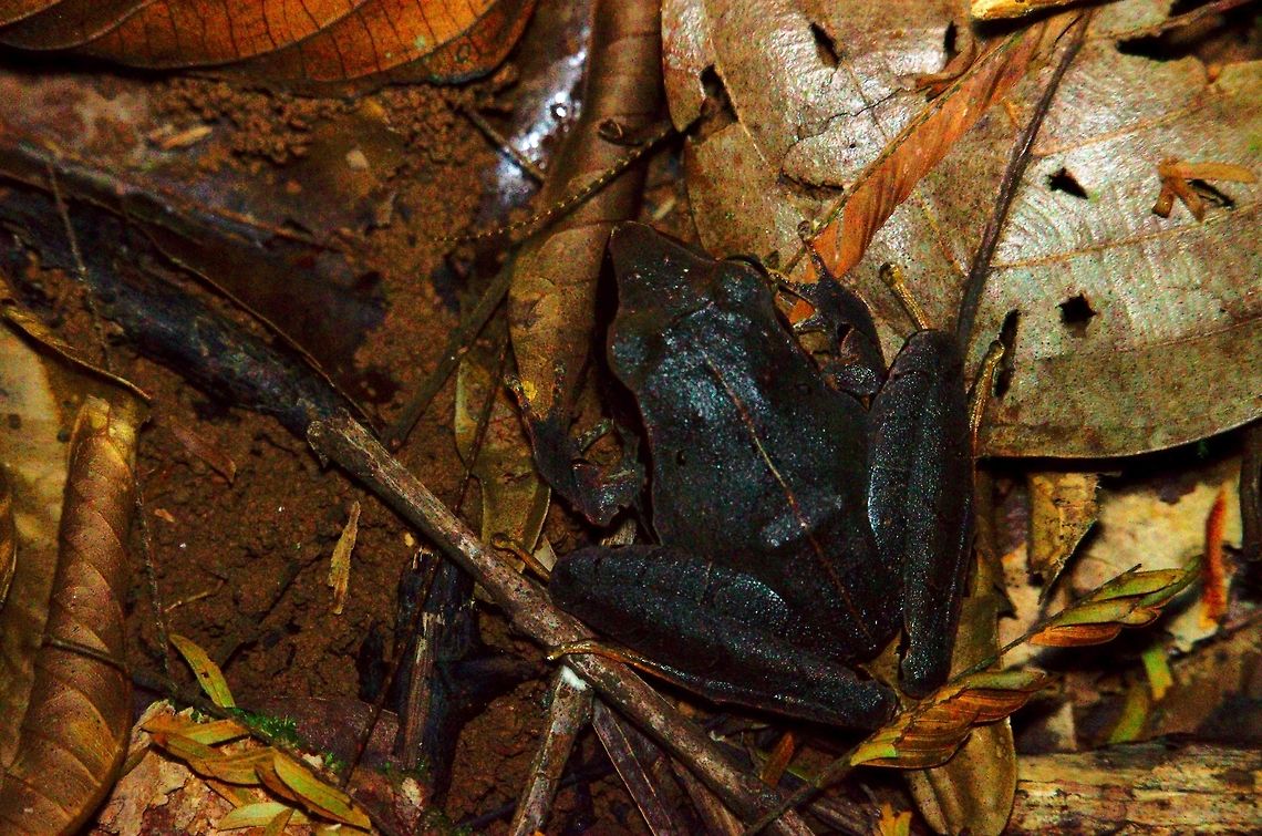 Frog Eleutherodactylus mimus or Craugastor mimus at Laguna Lagarto Frog Eleutherodactylus mimus or Craugastor mimus seet at Laguna Lagarto Costa Rica,Craugastor mimus,Eleutherodactylus mimus,Frog,Laguna Lagarto