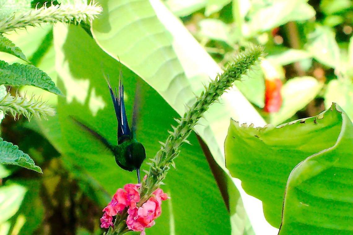 Green Thorntail Discosura conversii at Cataratas de Toro Green Thorntail, male,  Discosura conversii at Cataratas de Toro Cataratas de Toro,Costa Rica,Discosura conversii,Green Thorntail,Green thorntail