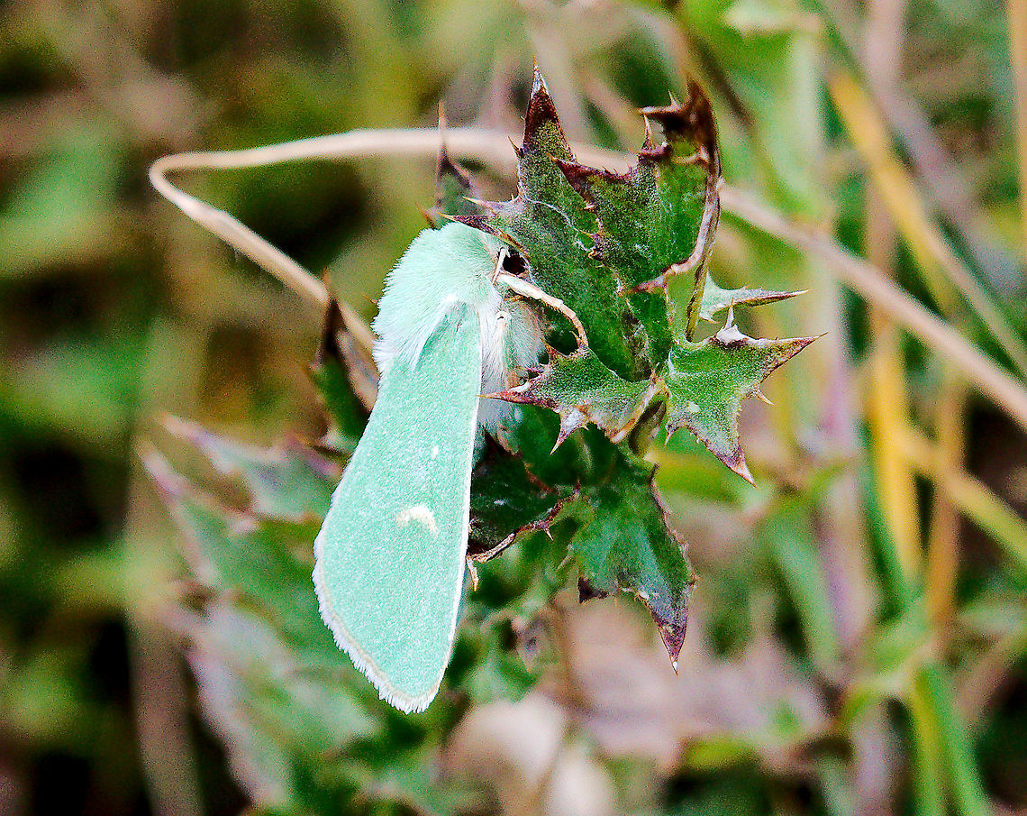 Burrren Green Butterfly at Parc National des Ecrins Burren Green Butterfly (Calamia tridens) seen at Parc National des Ecrins Burren Green,Butterfly,Calamia tridens,France,Parc National des Ecrins